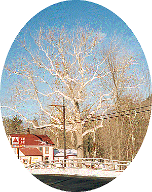 Sycamores by Harmonyville Store